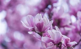 “最难追到手”的3大生肖女，眼光非常高，找对象的要求很苛刻