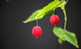 苏珊米勒每日运势2022年3月21日