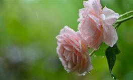 在恋爱中，这四个星座状态是如何的？谁会忽冷忽热？