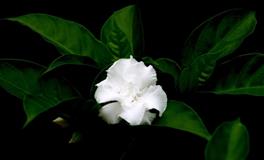 静电鱼处女座一周运势(3.28-4.3)