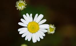 苏珊米勒每日运势2022年4月6日