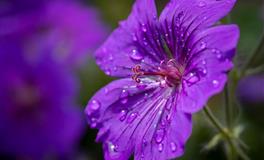 杨清华12生肖一周运势（4.25-5.1）