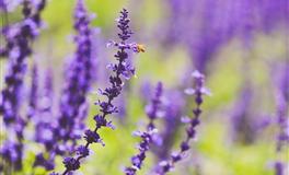 2022年4月-7月季度运势提醒：天秤座满月带来的极限拉扯与挑战（二）