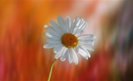 董易林2022年4月生肖龙运势