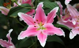 苏珊米勒每日运势2022年4月18日