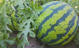 百变巫女金牛座一周运势（4.25-5.1）