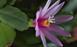 杀破狼天秤座一周运势(4.4-4.10)