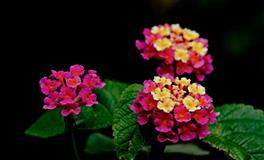 沃娜：2022年金星双鱼座运程