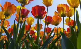 宁愿得罪人，也不说漂亮话的三大星座，实在太耿直了！