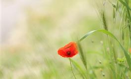 如果你有一个天秤座的老板......