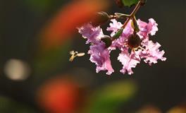 优柔寡断没主见，听风就是雨的星座