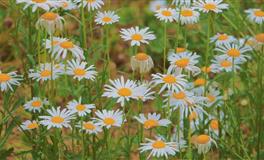 Kiddo双子座一周运势（5.2-5.8）