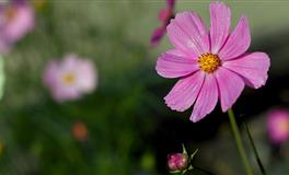 恋爱中玩得最花的几大星座，不信你试试
