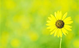 520，表白成功率超级高的星座