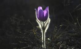 羲邑师姐生肖鸡一周运势(5.9-5.15)