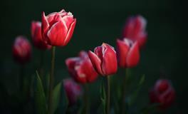 静电鱼天秤座一周运势(5.9-5.15)