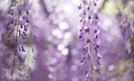 超灵验开运大师一周生肖运势（5.26-6.1）