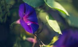 Kiddo巨蟹座一周星座运势（5.9-5.15）