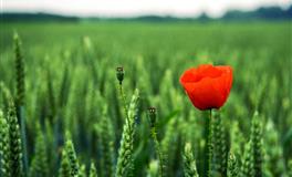 静电鱼天蝎座一周运势(5.16-5.22)