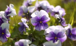 如果你深深的爱上了一个人，会怎样？