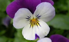 苏珊米勒每日运势2022年5月7日