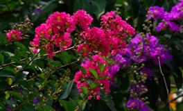 莫测之星2022年6月狮子座爱情婚恋运势