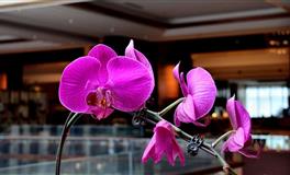 星座女神2022年5月星座运势