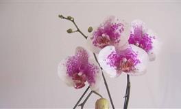 杀破狼魔羯座一周运势(5.23-5.29)