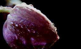 苏珊米勒每日运势2022年5月24日