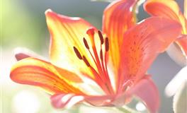 12生肖一星期运程 （2022.5.5-5.11）