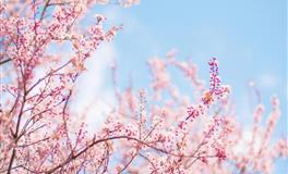 隐藏的很深，不会容易上当，总是让人另眼相看的生肖