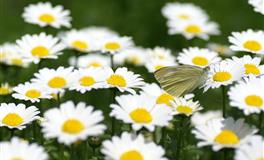 事事都要争第一的星座，真正的实力派！