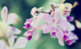 哪些星座的内心最强大？