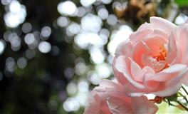 射手满月：趋吉避害，坦然前行