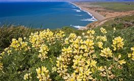 永远不会变坏的星座，老实到骨子里！