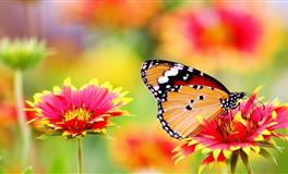 塔娜兹：2022年土星逆行