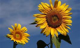 生性冷漠的三大星座，你根本就捂不热他的心