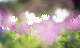 Kiddo一周星座运势（6.27-7.3）