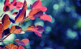 前方的路无论有多难，决心都不会动摇的三大星座