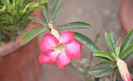 下半年爱情运最好的星座，桃花朵朵开，顺利脱单