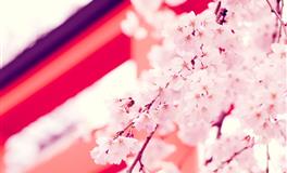 竹猫星球狮子座一周塔罗运势（6.27-7.3）