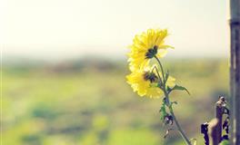 狮子座与这三大星座相处，是真的会伤心