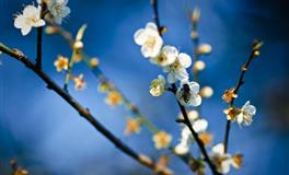 心理测试：四位新娘，哪个是蛇蝎女？秒测出你孩子会有多大成就