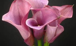 福大命大造化大，就是说的这几个星座，天选之人