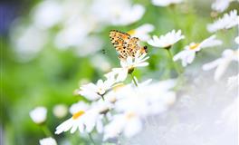 兢兢业业！工作中最容易拿奖金的星座