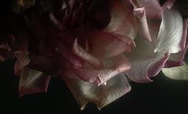 接着走好运！ 2022年底前【美梦成真】星座大点名