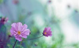 付出才有回报，会通过努力取得成功的星座