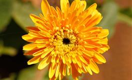 12星座中谁是最聪明的，看看有你吗