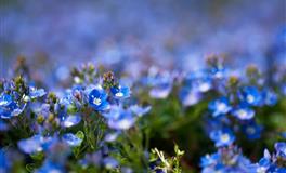 生性高傲，野心勃勃的4个星座