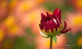 四大血型人在社会上充当的角色